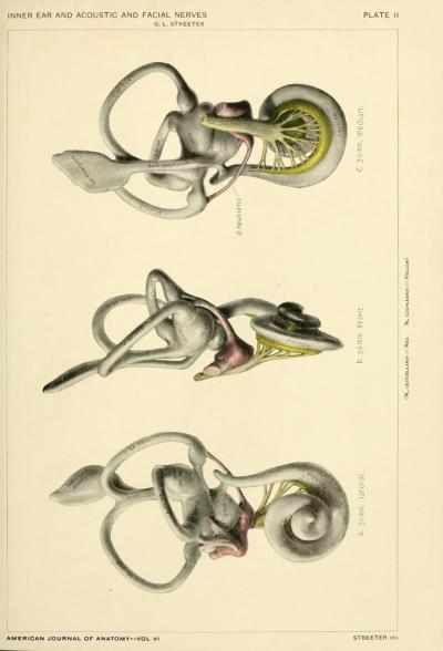 © American Journal of Anatomy